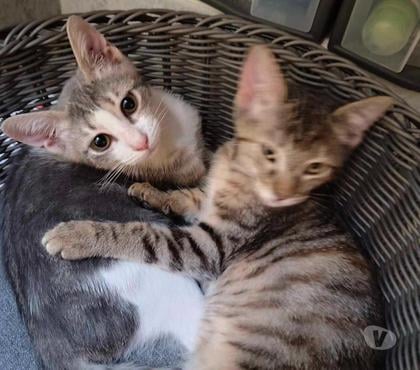 Vente animaux Bois de Cene Vendée - Photos Vivastreet Micha chatonne 6 mois