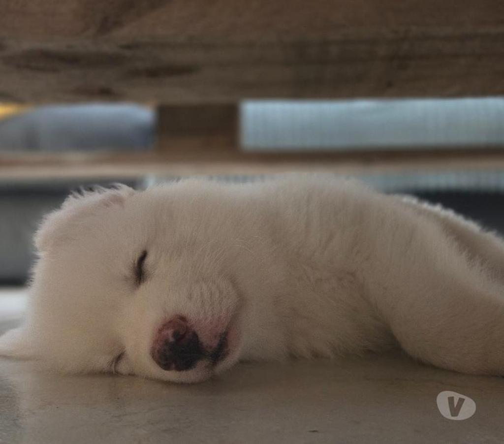 Vente Pyrénées-Orientales Canohes - 66680 - Photos Vivastreet Chiots Laïka de Iakoutie