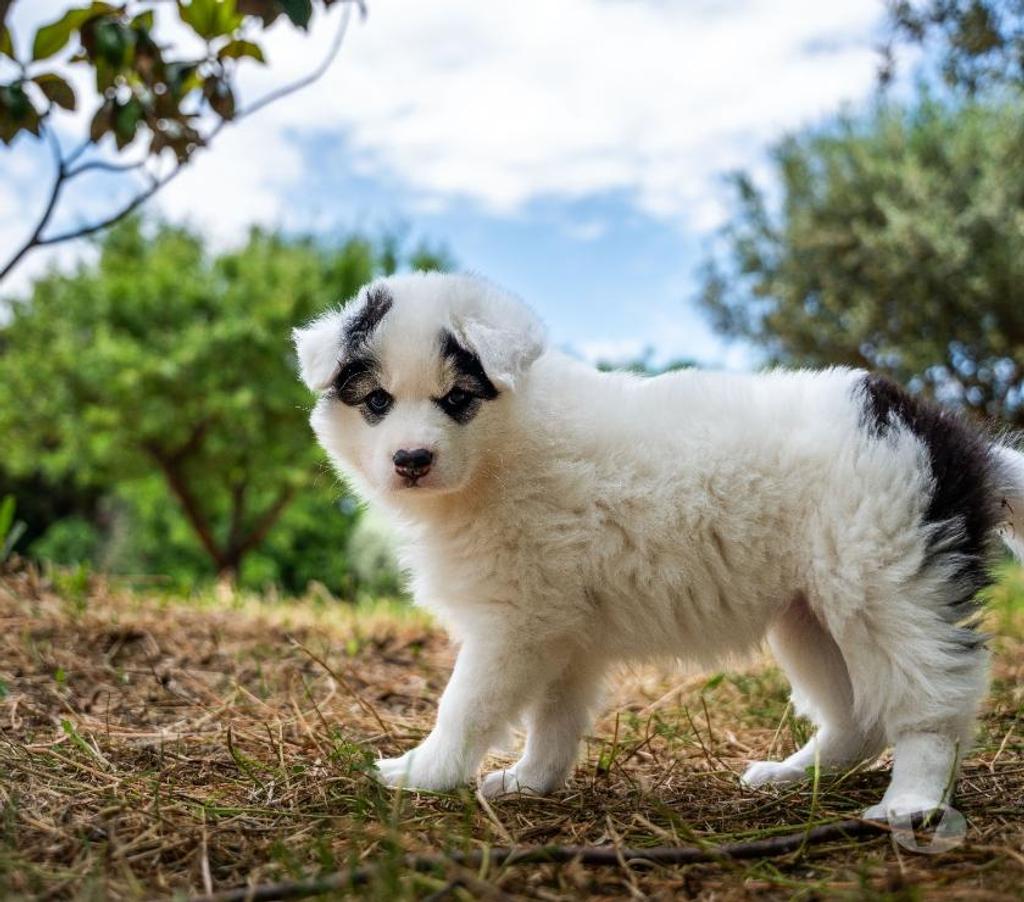 Vente Pyrénées-Orientales Canohes - 66680 - Photos Vivastreet Chiots Laïka de Iakoutie