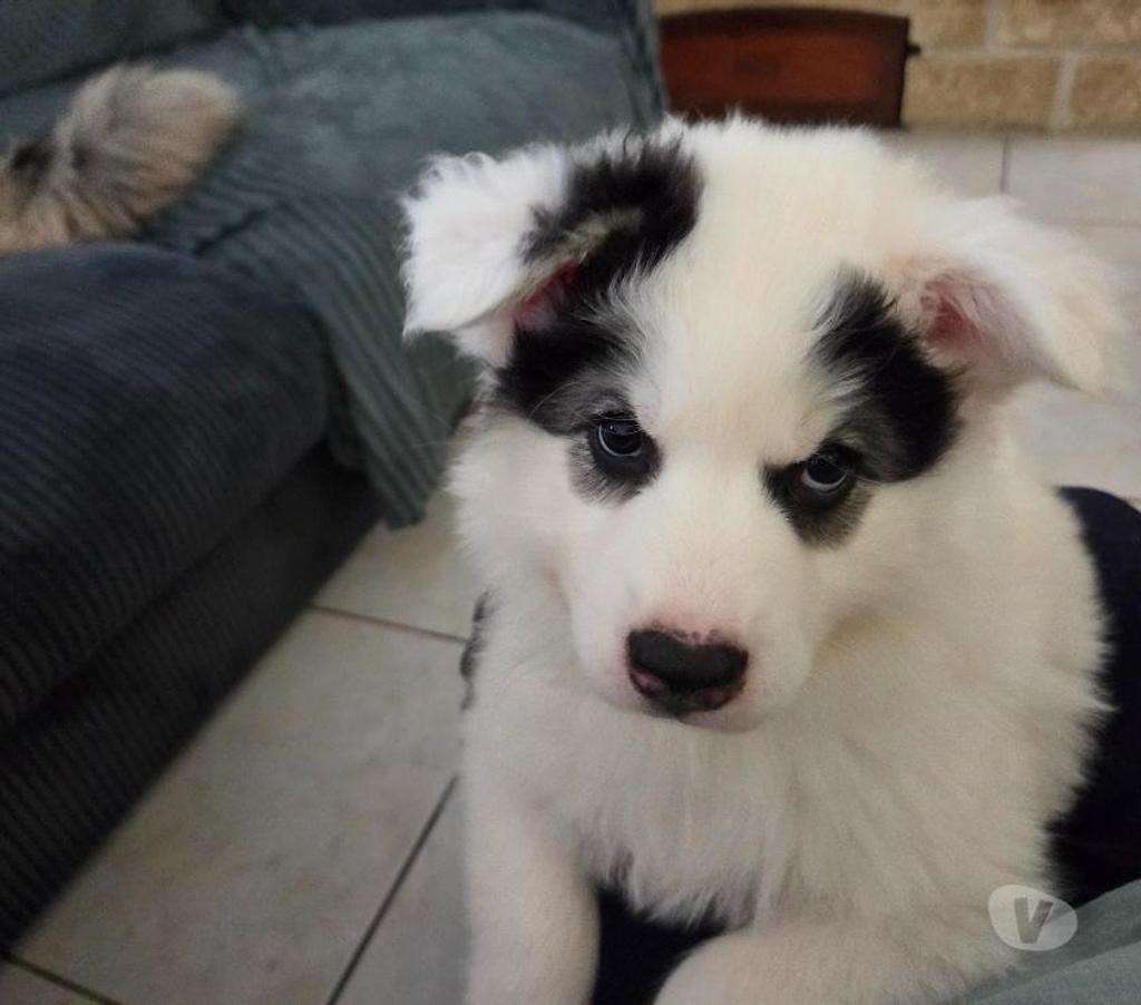 Vente Pyrénées-Orientales Canohes - 66680 - Photos Vivastreet Chiots Laïka de Iakoutie
