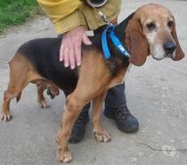 BRUNO, chien type bruno du jura, 8 ans non lof