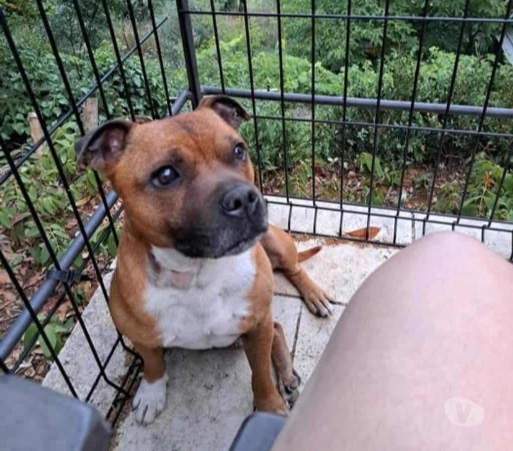 Don animaux Drôme St Restitut - 26130 - Photos Vivastreet Chien MAO à l adoption