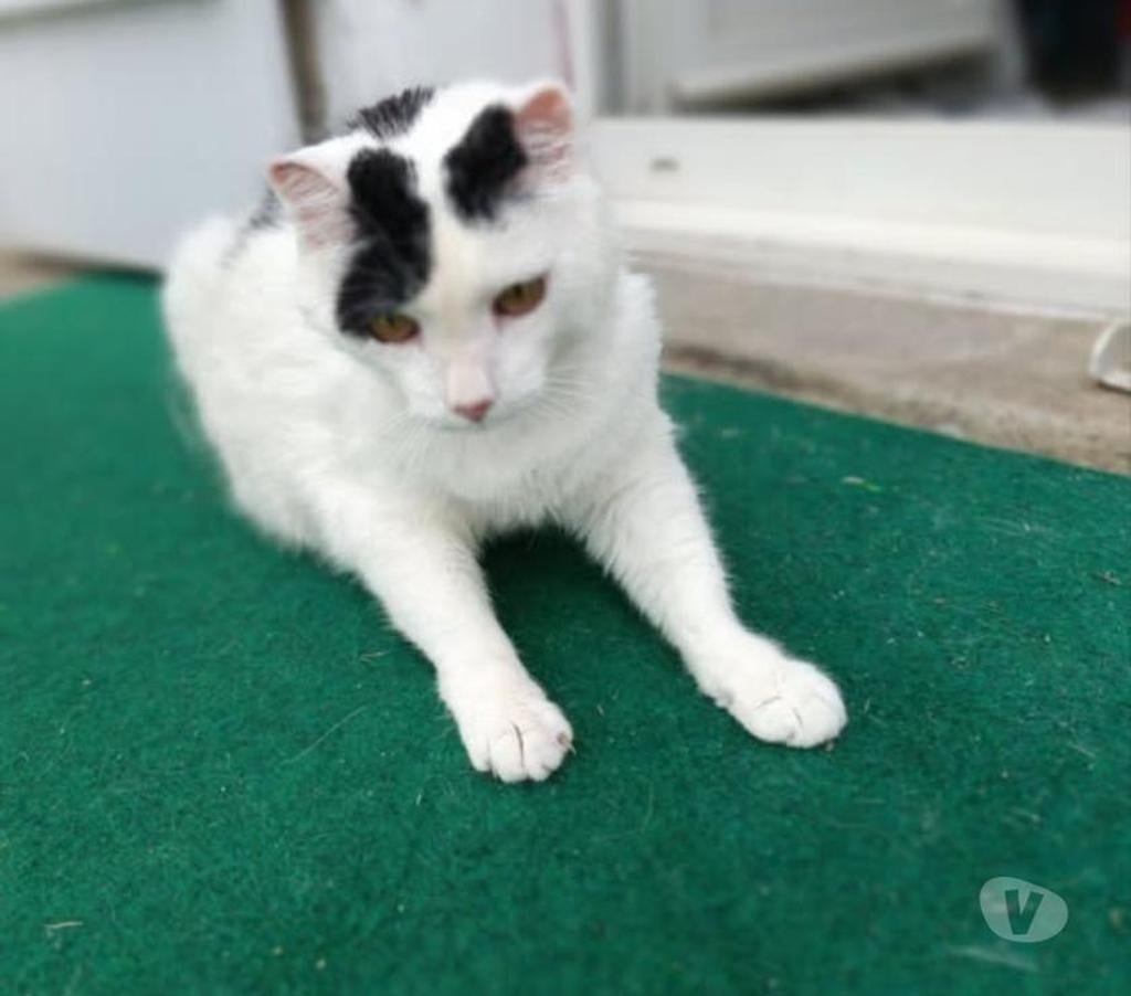 Don animaux Ardèche Alboussiere - 07440 - Photos Vivastreet Chat MITSOU à l adoption