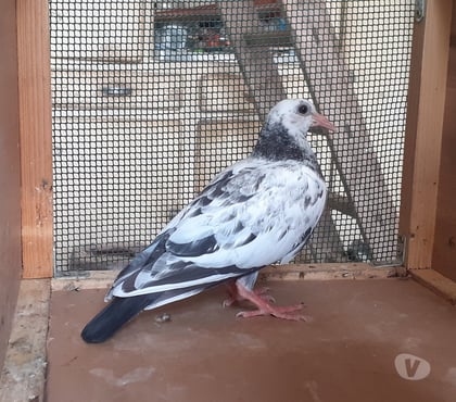 Vente Begles Gironde - Photos Vivastreet JEUNES PIGEONS PIÉTRAINS