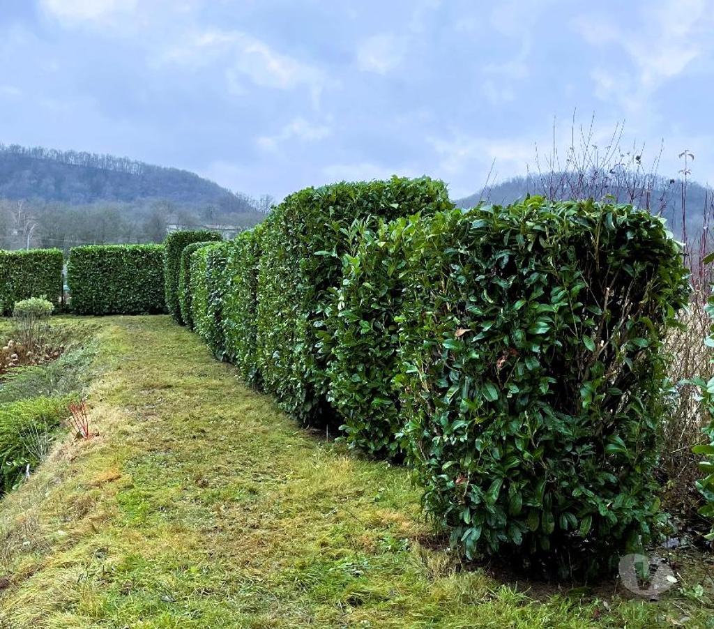 Artisans & dépannages Savoie Chambery - 73000 - Photos Vivastreet Paysagiste Jardinier