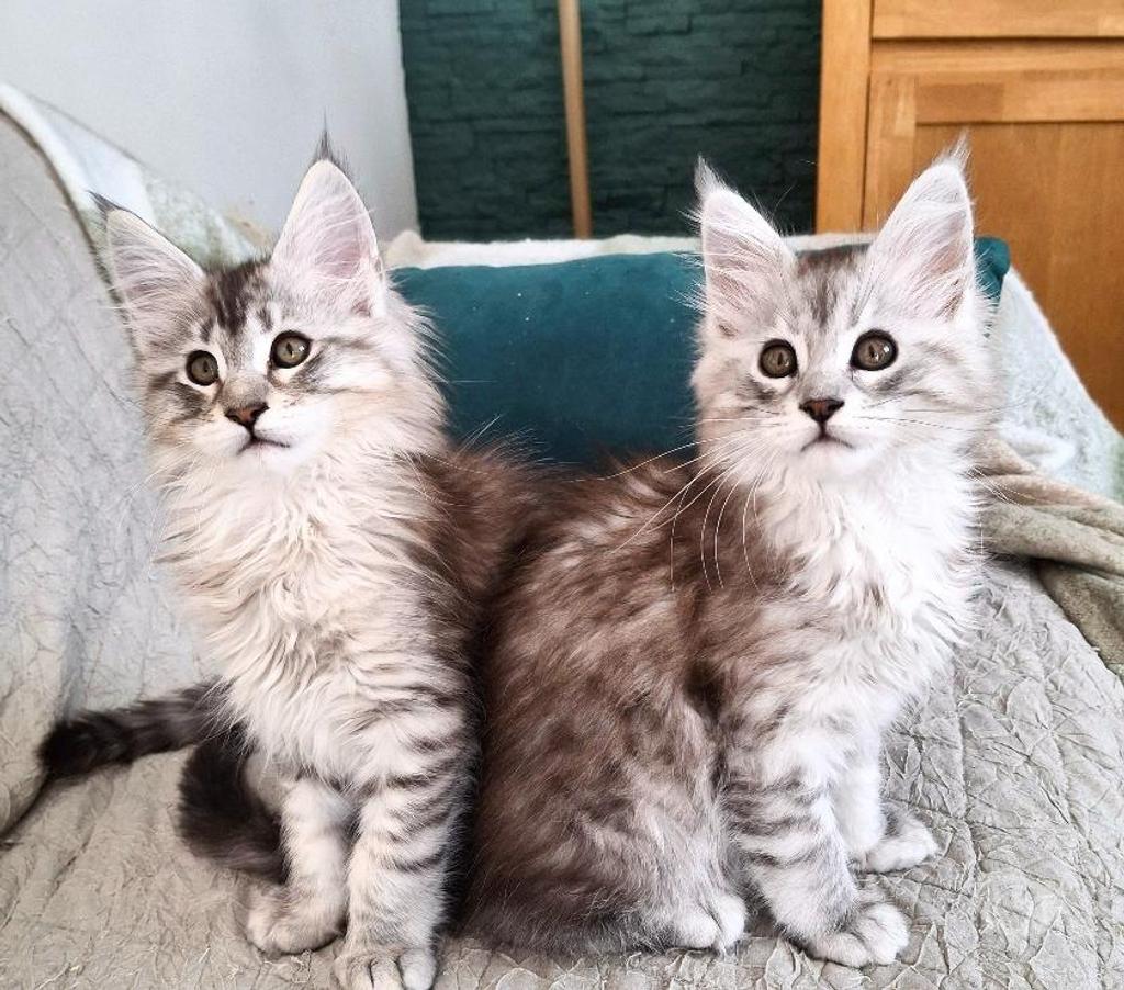 Vente Seine-Maritime Sotteville sous le Val - 76410 - Photos Vivastreet ADORABLES CHATONS MAINE COON