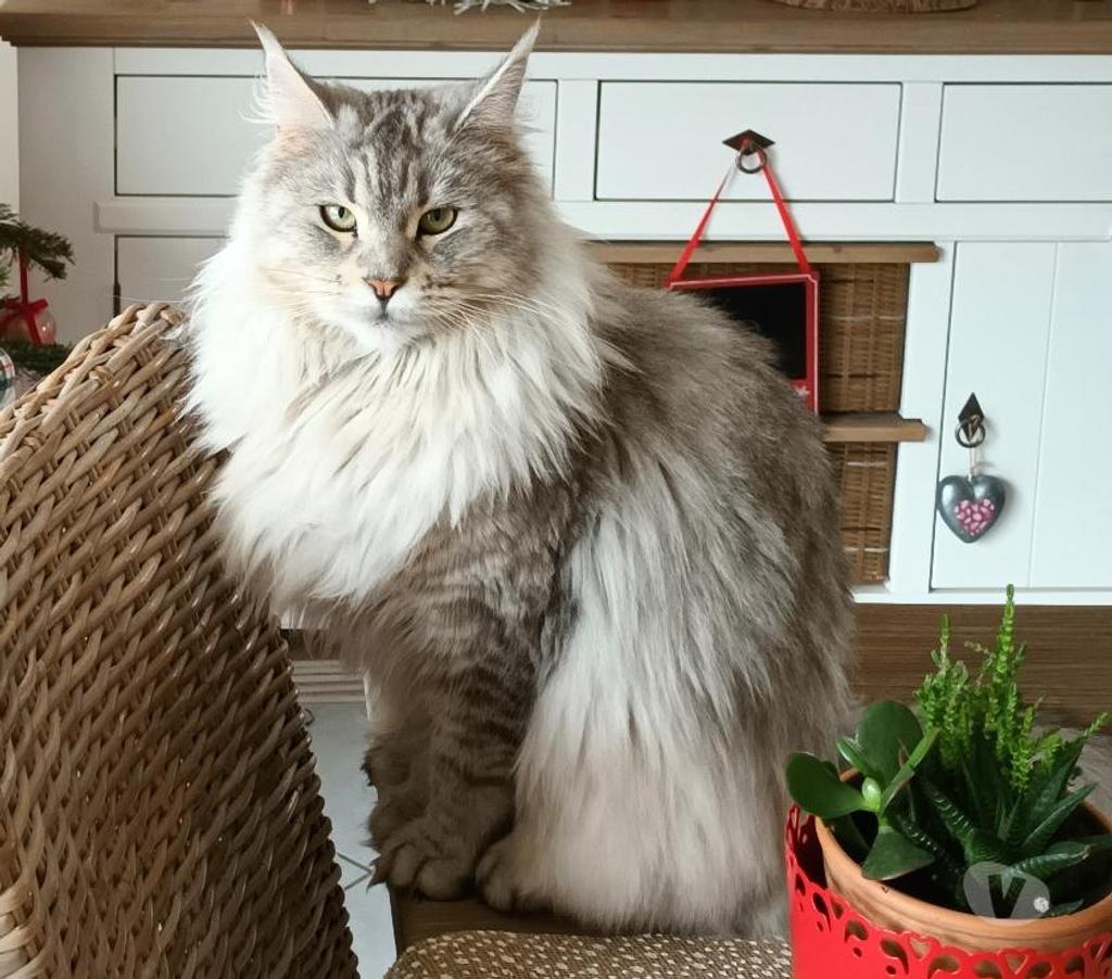 Vente Seine-Maritime Sotteville sous le Val - 76410 - Photos Vivastreet ADORABLES CHATONS MAINE COON