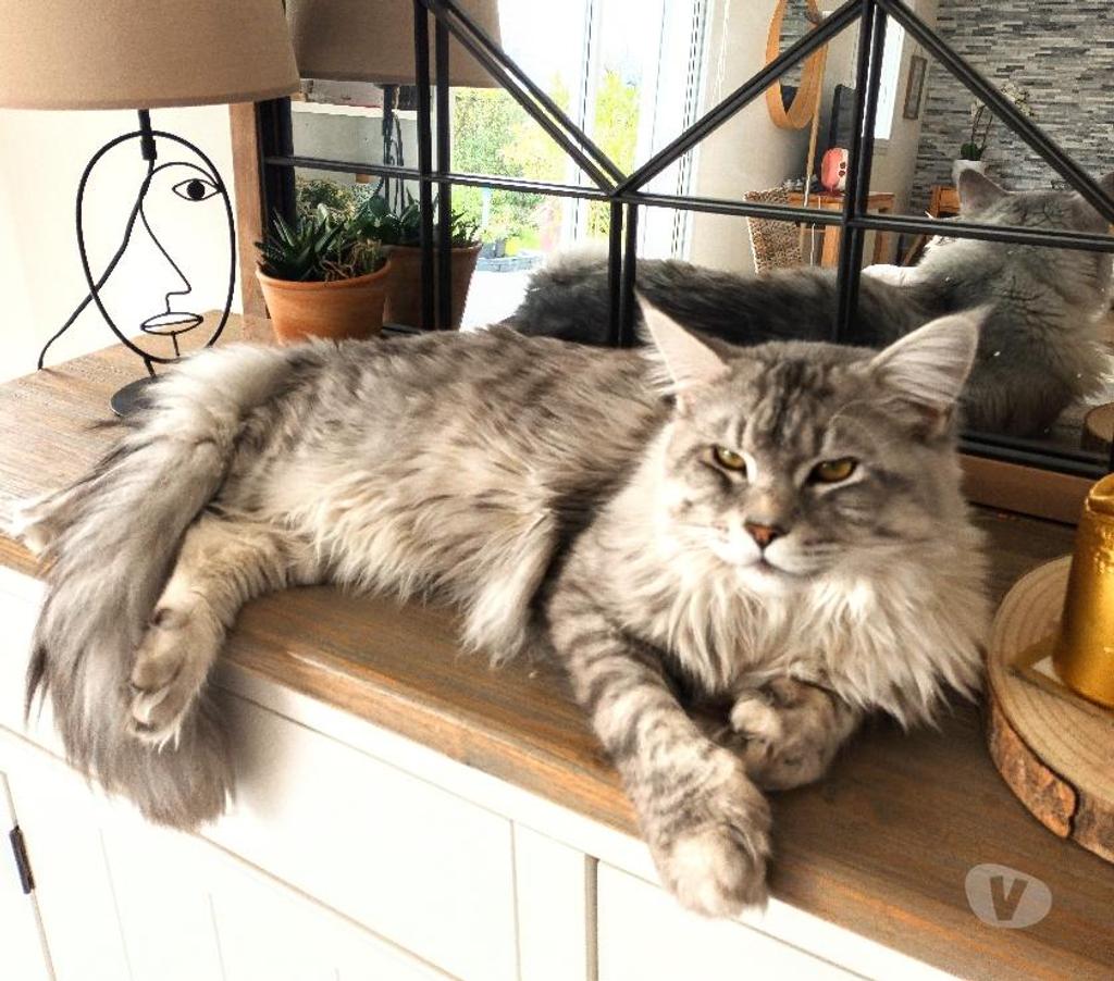 Vente Seine-Maritime Sotteville sous le Val - 76410 - Photos Vivastreet ADORABLES CHATONS MAINE COON