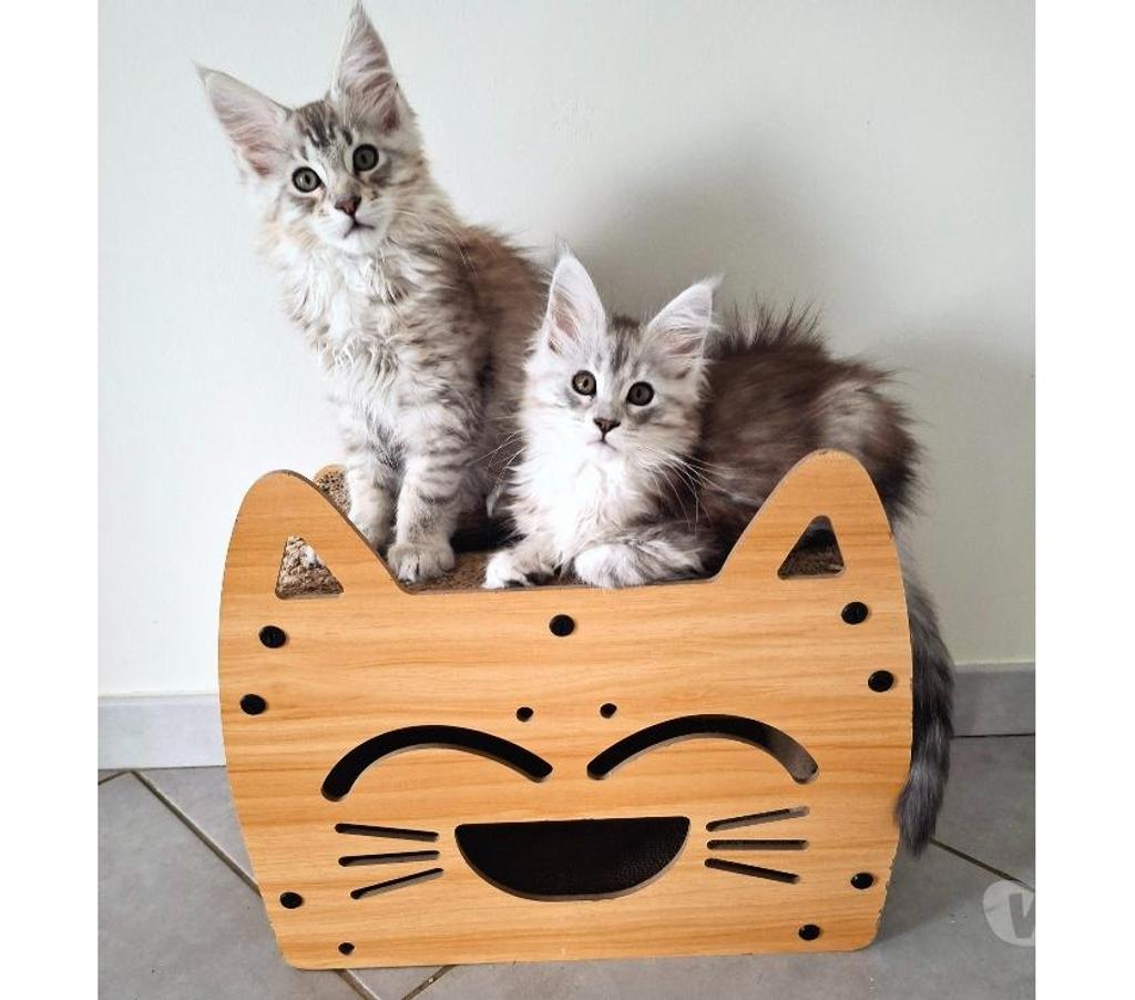 Vente Seine-Maritime Sotteville sous le Val - 76410 - Photos Vivastreet ADORABLES CHATONS MAINE COON