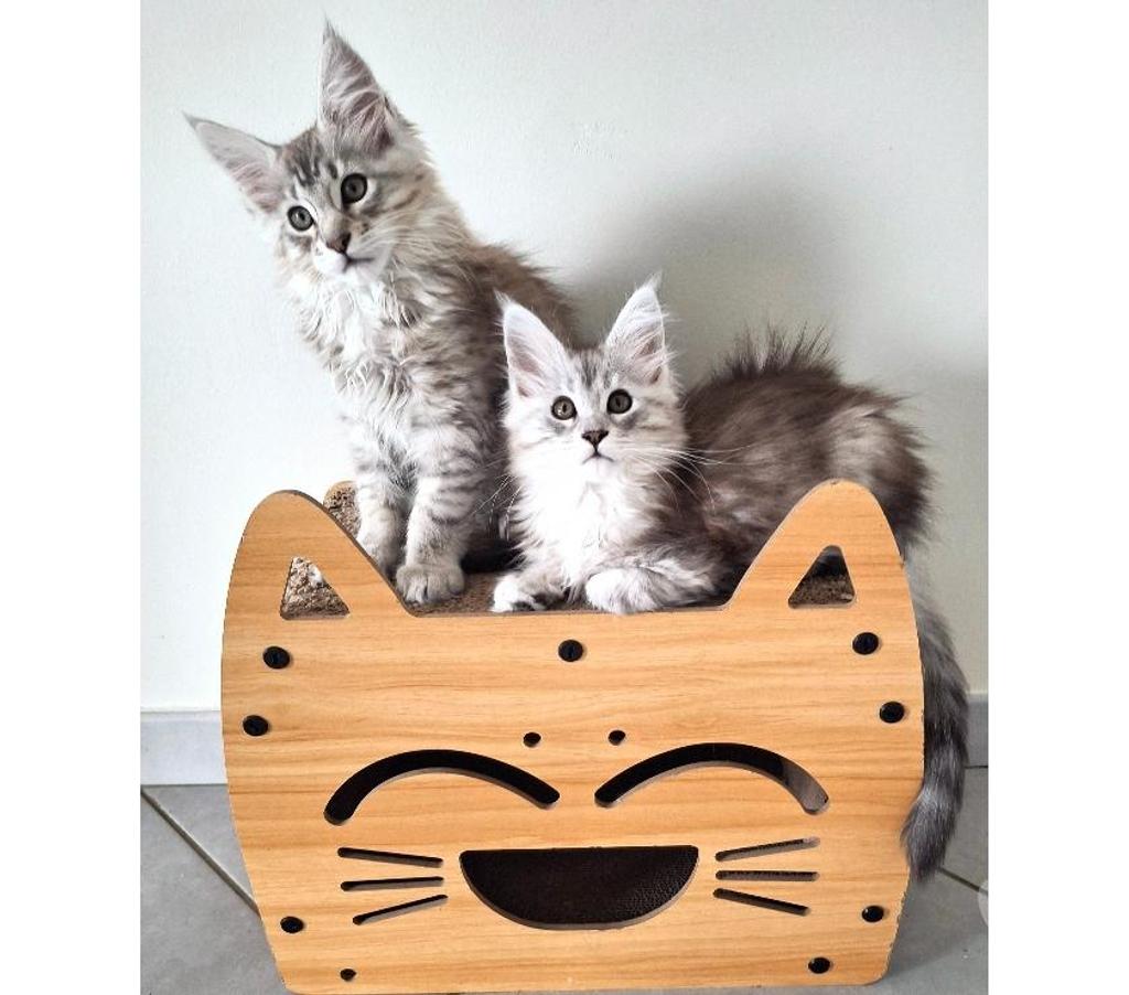 Vente Seine-Maritime Sotteville sous le Val - 76410 - Photos Vivastreet ADORABLES CHATONS MAINE COON