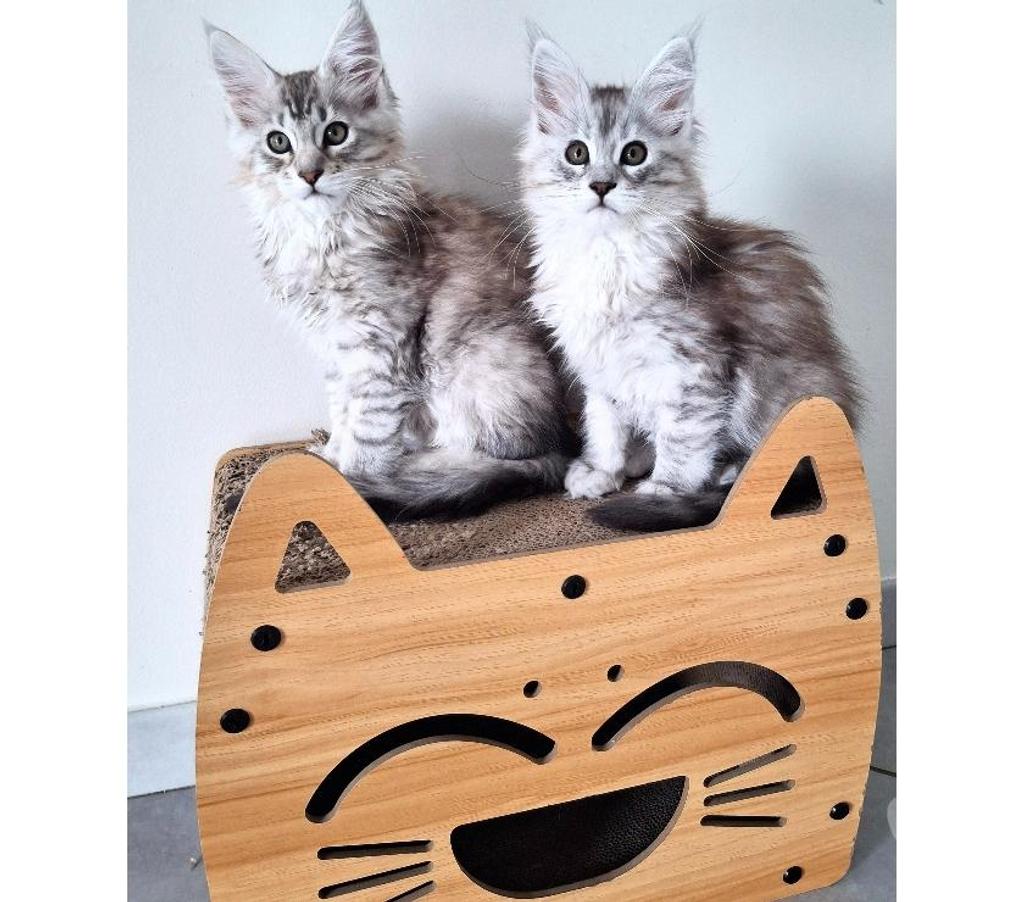 Vente Seine-Maritime Sotteville sous le Val - 76410 - Photos Vivastreet ADORABLES CHATONS MAINE COON