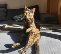 Chat MIA à l adoption