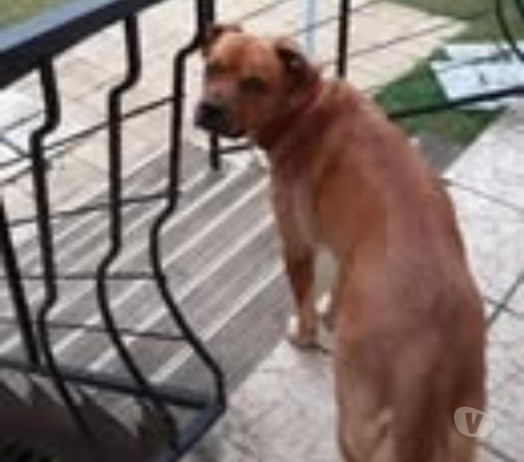 Don animaux Drôme St Restitut - 26130 - Photos Vivastreet Chien JAELLIE à l adoption