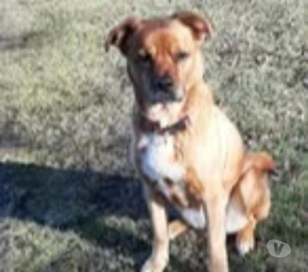 Don animaux Drôme St Restitut - 26130 - Photos Vivastreet Chien JAELLIE à l adoption