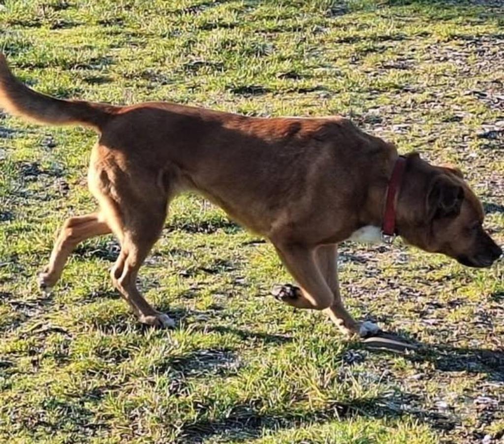 Don animaux Drôme St Restitut - 26130 - Photos Vivastreet Chien JAELLIE à l adoption