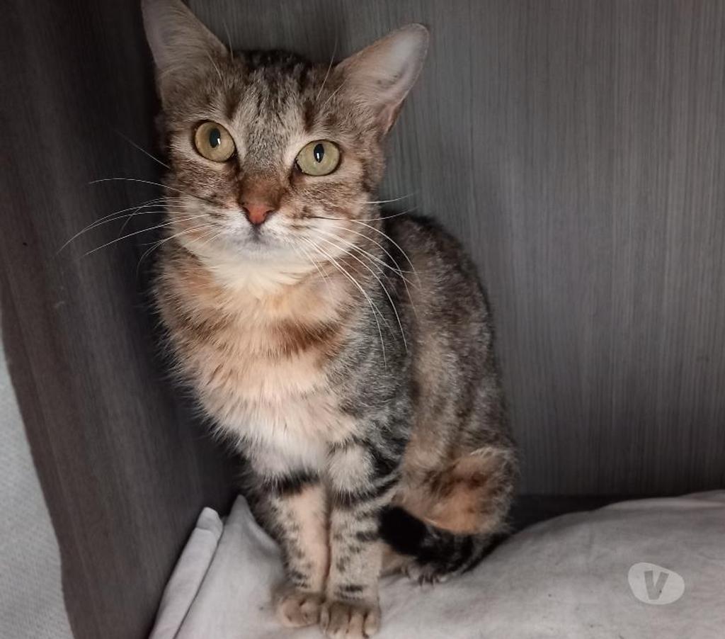 Don animaux Hérault Beziers - 34500 - Photos Vivastreet VALDA, chatte tigrée 4 ans type européenne non lof
