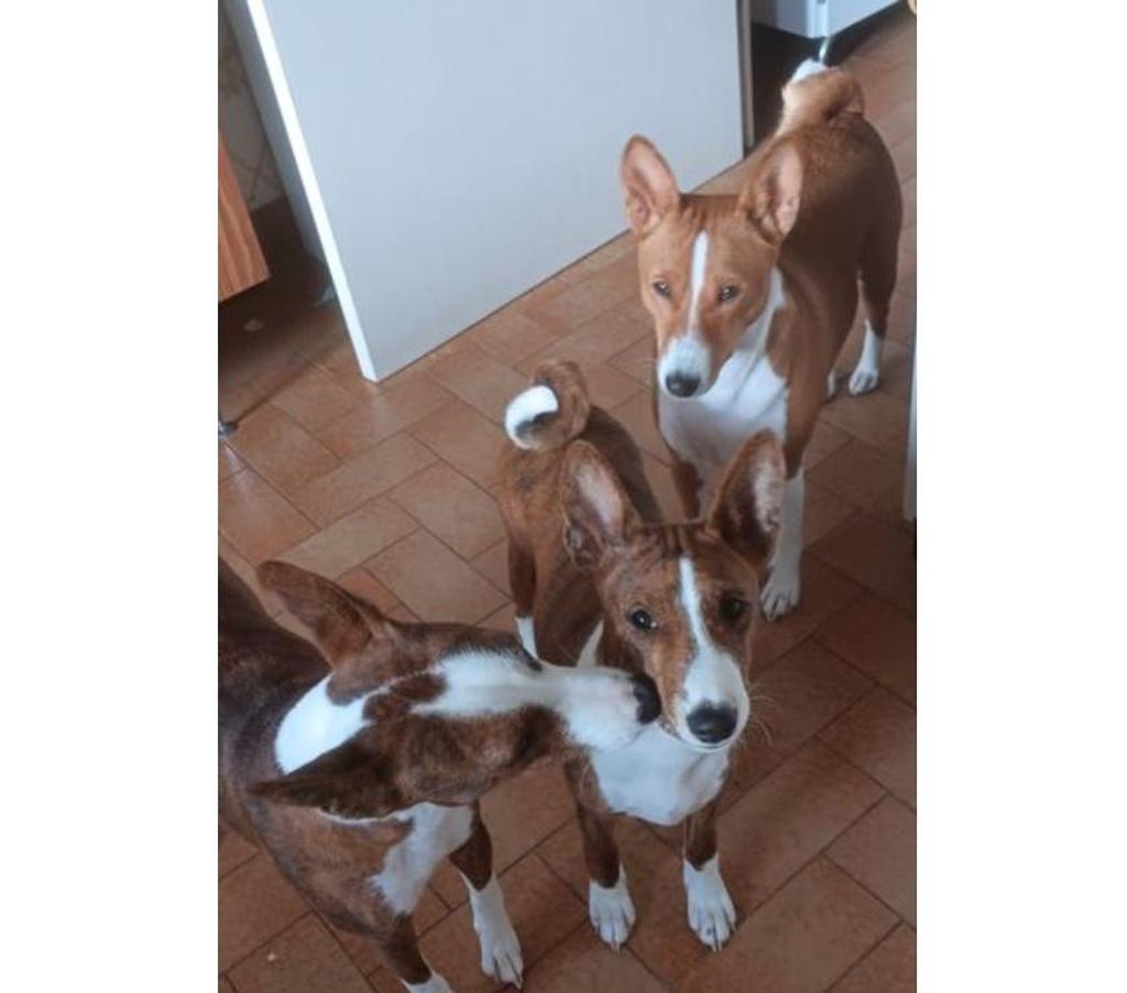 Vente Isère St Marcellin - 38160 - Photos Vivastreet Vente chiot Basenji LOF