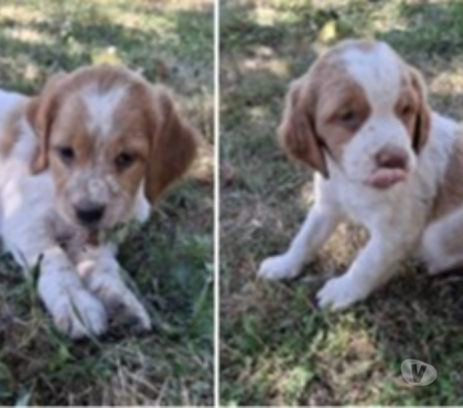 Vente animaux Fontainebleau Seine-et-Marne - Photos Vivastreet A réserver 2 épagneuls bretons LOF Mâle Femelle Orange