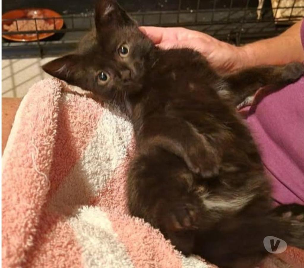 Don animaux Drôme Puy St Martin - 26450 - Photos Vivastreet Chat ILLYS à l adoption