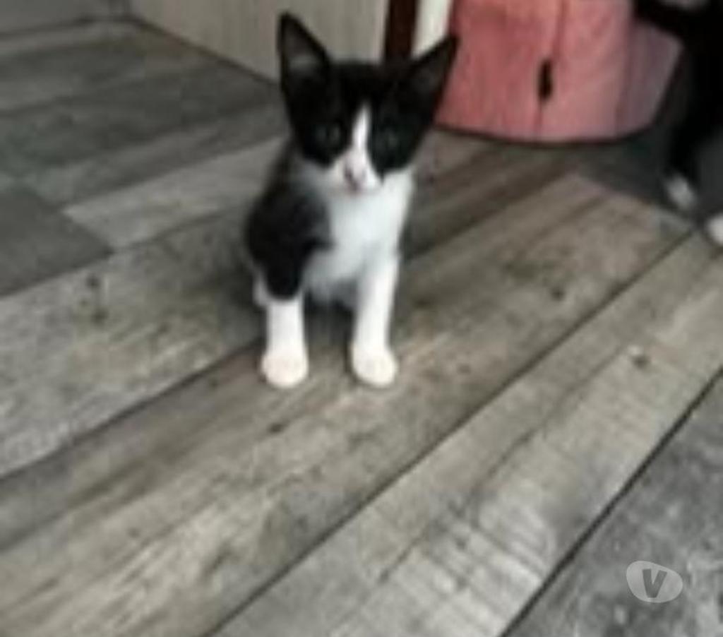 Don animaux Drôme Claveyson - 26240 - Photos Vivastreet Chat AVA à l adoption