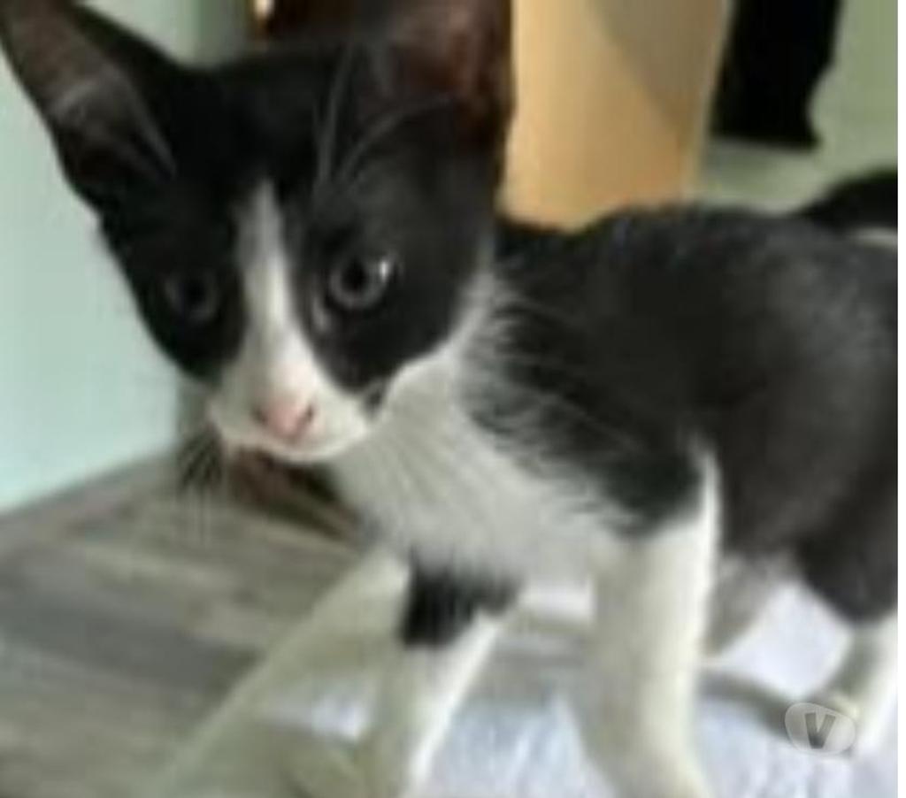 Don animaux Drôme Claveyson - 26240 - Photos Vivastreet Chat AVA à l adoption