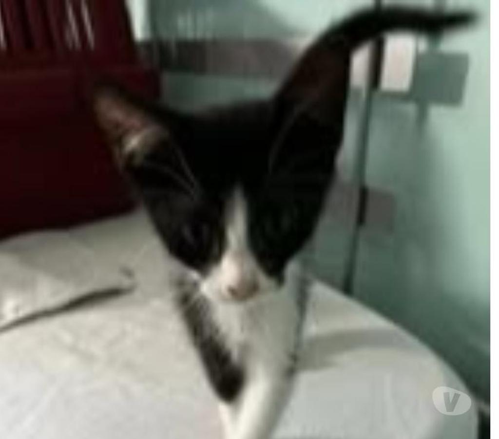 Don animaux Drôme Claveyson - 26240 - Photos Vivastreet Chat AVA à l adoption