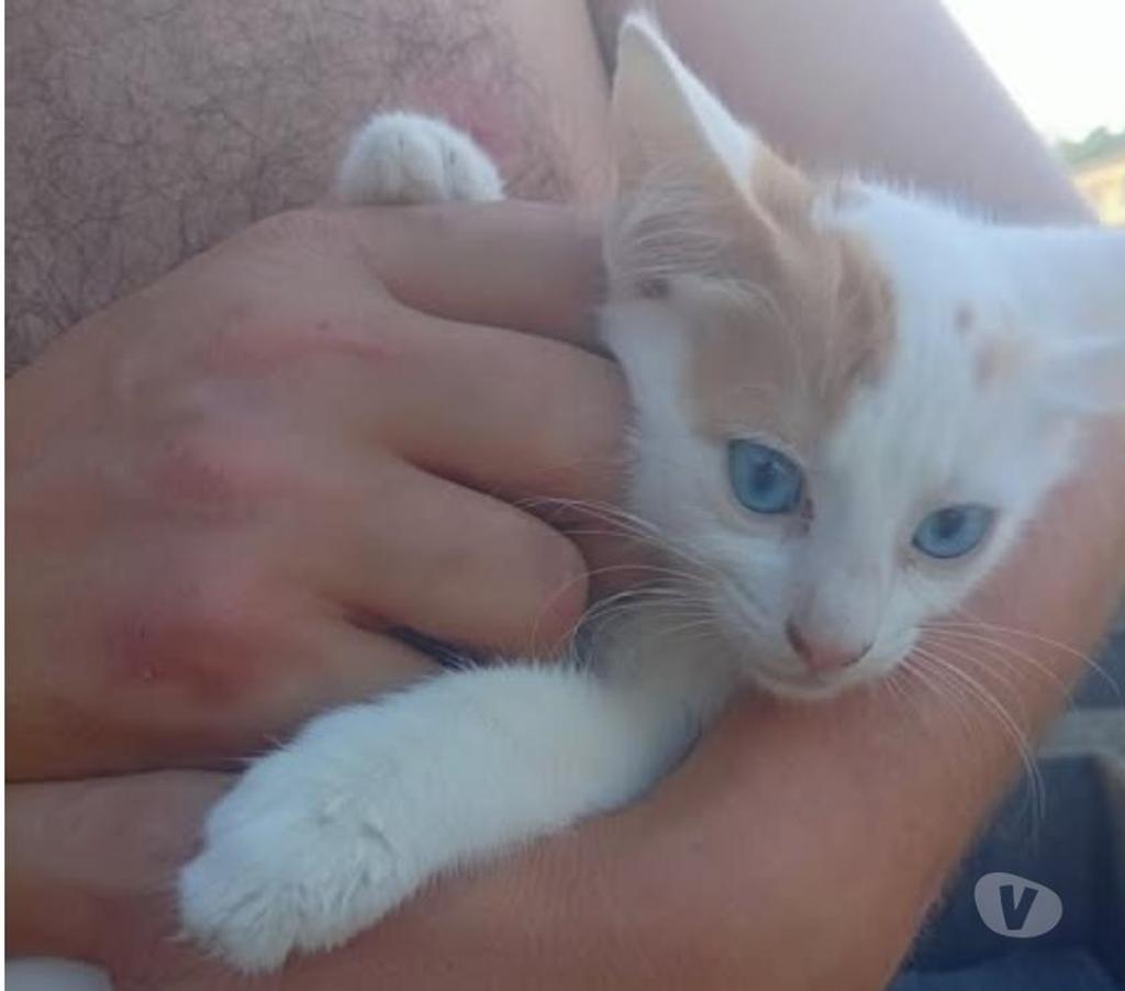 Don animaux Drôme Chateauneuf de Galaure - 26330 - Photos Vivastreet Chat AIMEE à l adoption