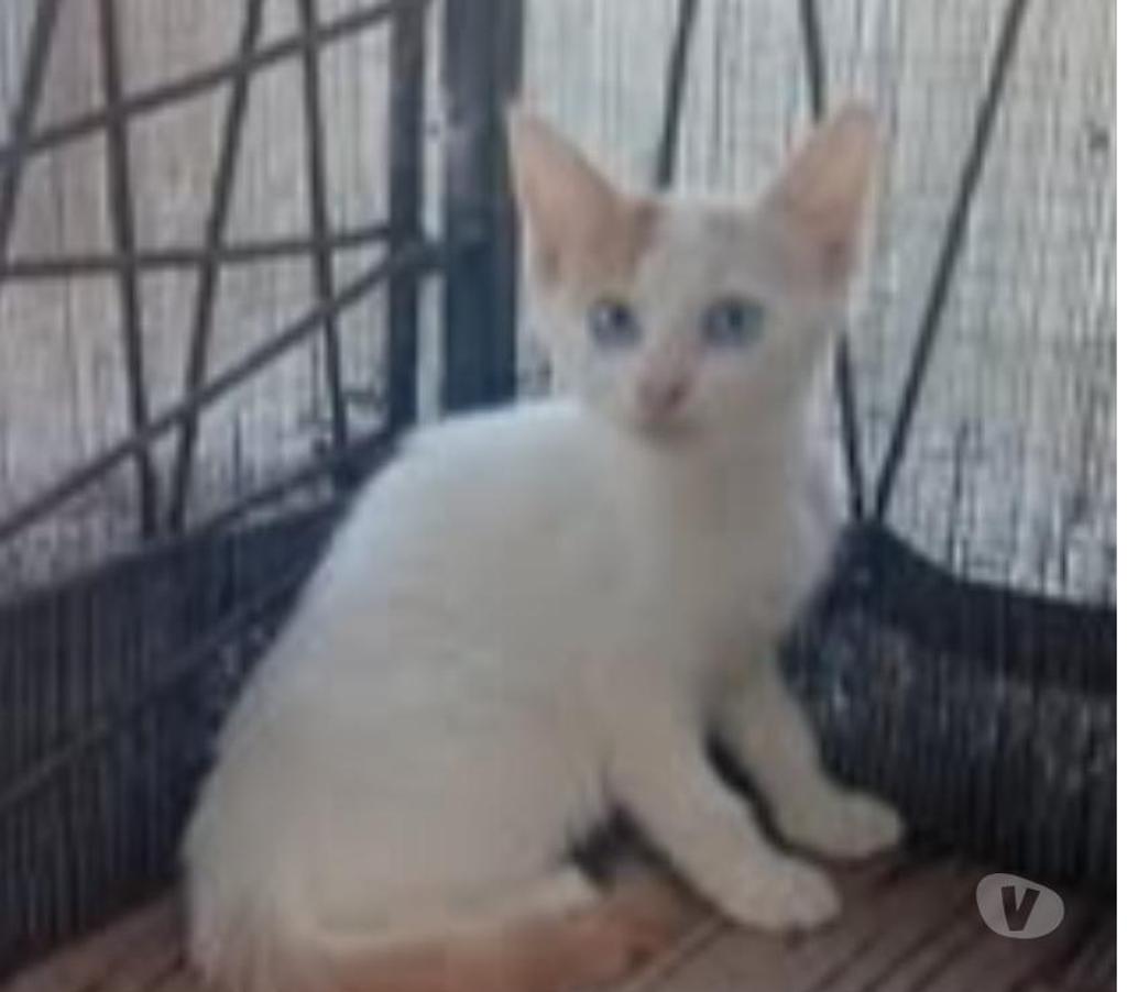 Don animaux Drôme Chateauneuf de Galaure - 26330 - Photos Vivastreet Chat AIMEE à l adoption
