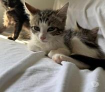 Chat ARLO à l adoption