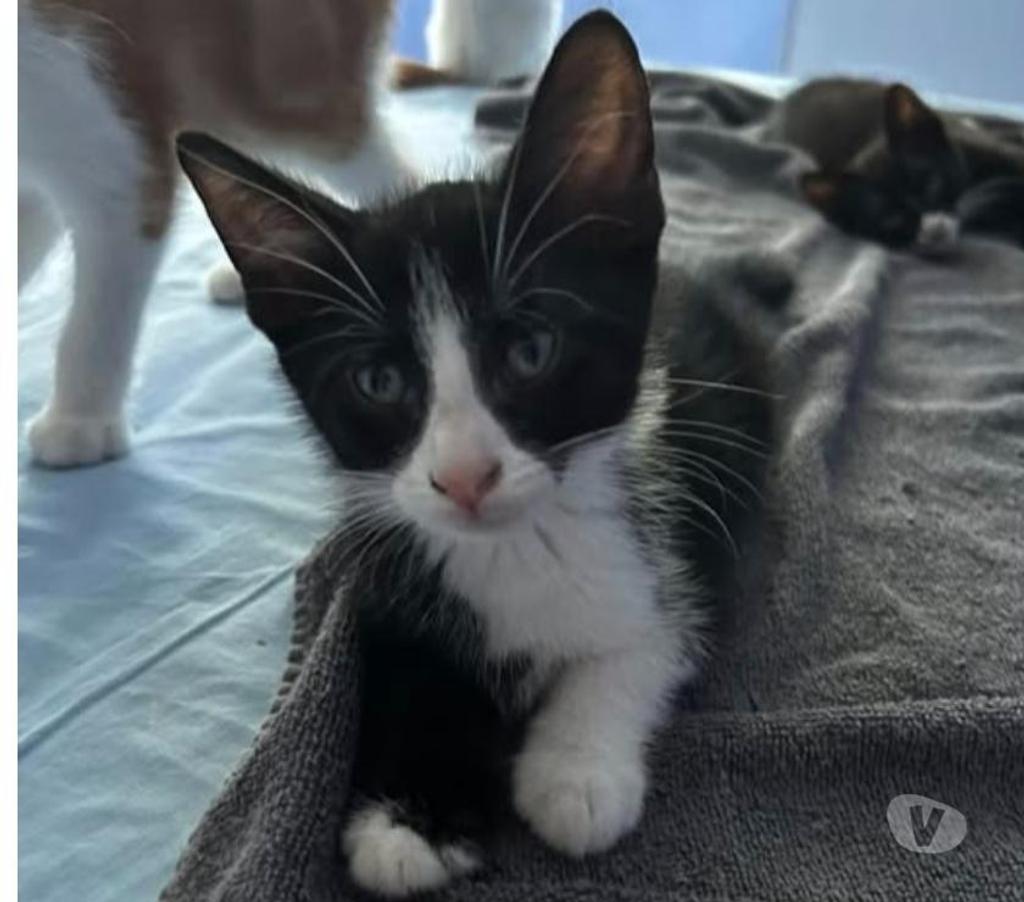 Don animaux Drôme Claveyson - 26240 - Photos Vivastreet Chat ANAKIN à l adoption