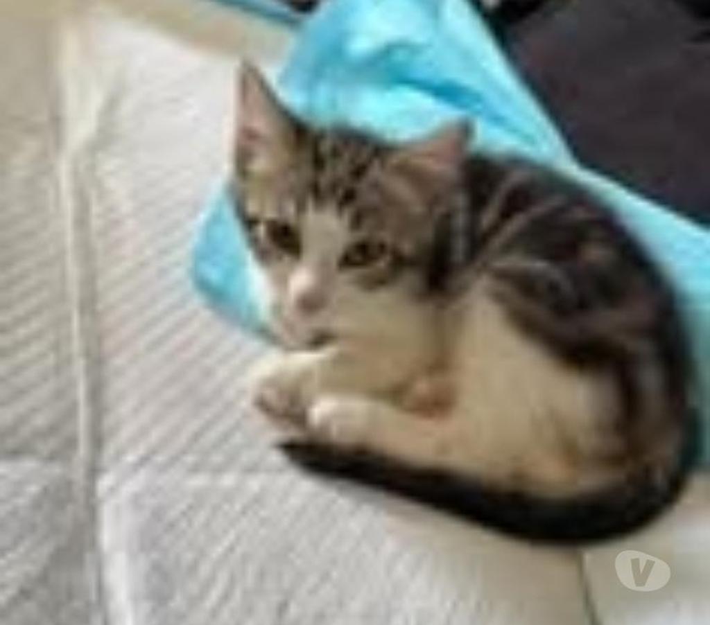 Don animaux Drôme Claveyson - 26240 - Photos Vivastreet Chat ANAKIN à l adoption