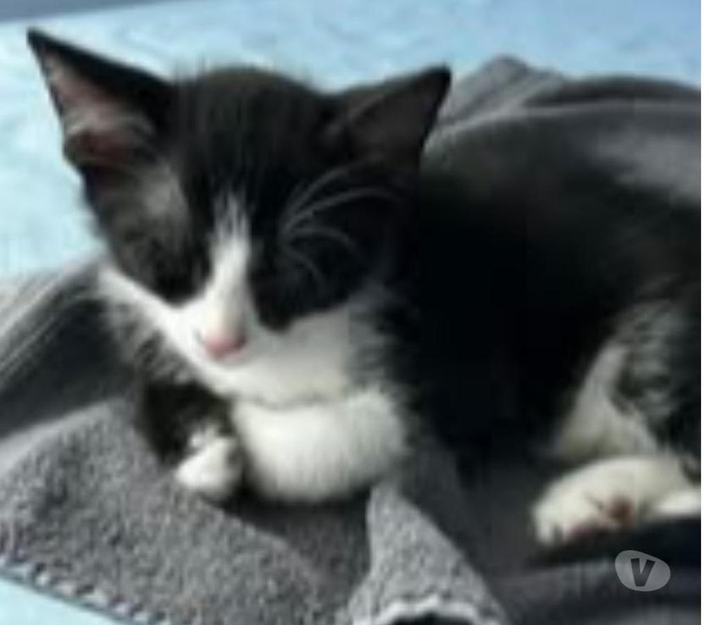 Don animaux Drôme Claveyson - 26240 - Photos Vivastreet Chat ANAKIN à l adoption