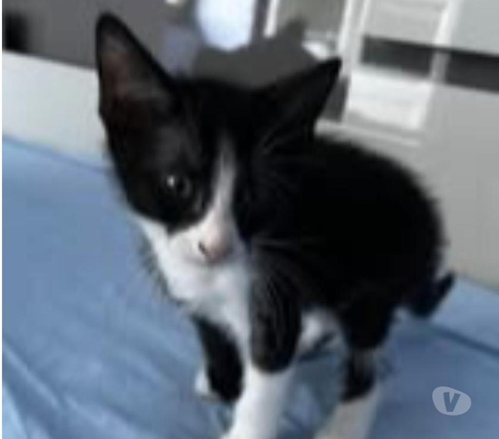 Don animaux Drôme Claveyson - 26240 - Photos Vivastreet Chat ANAKIN à l adoption