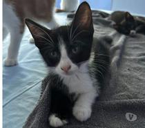 Chat ANAKIN à l adoption