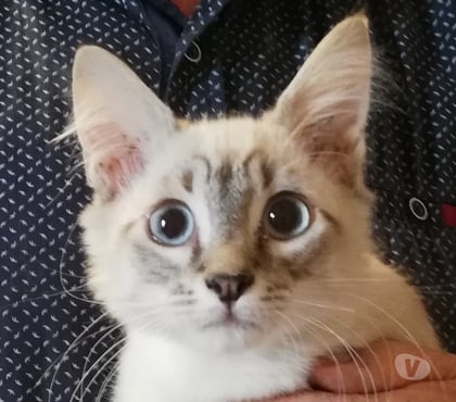 Don animaux Beziers Hérault - Photos Vivastreet AMSTERDAM, chaton type siamois, 3 mois non lof