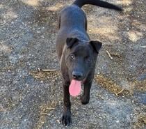 BANZAI, chien type shar pei, 1 an non lof