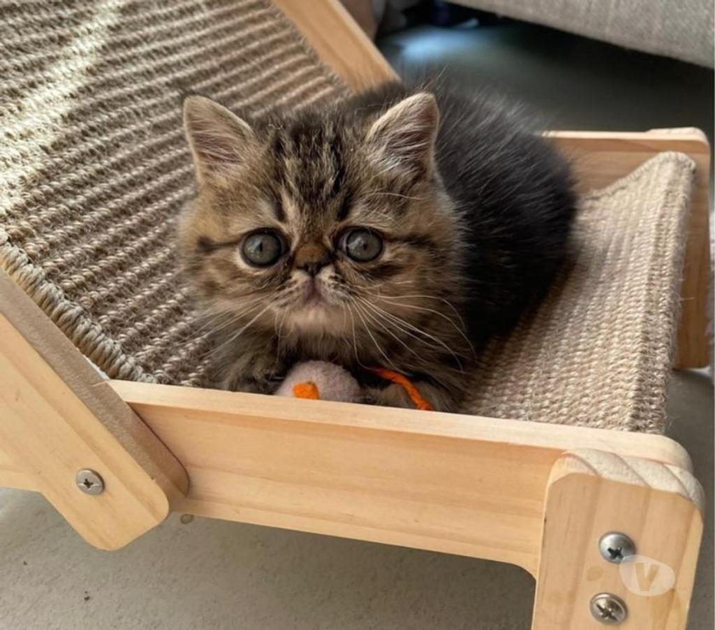 Vente Loire-Atlantique Nantes - Photos Vivastreet Chatons Exotic Shorthair LOOF