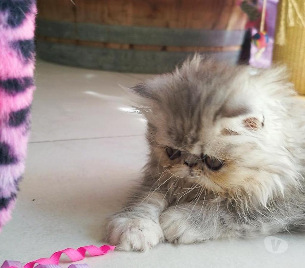 Vente Loire-Atlantique Nantes - Photos Vivastreet Chatons Exotic Shorthair LOOF