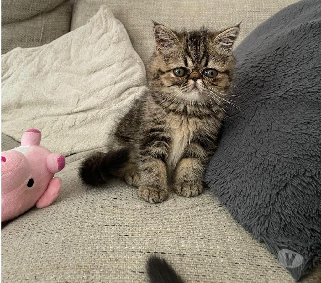 Vente Loire-Atlantique Nantes - Photos Vivastreet Chatons Exotic Shorthair LOOF