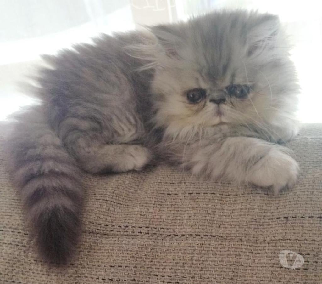 Vente Loire-Atlantique Nantes - Photos Vivastreet Chatons Exotic Shorthair LOOF