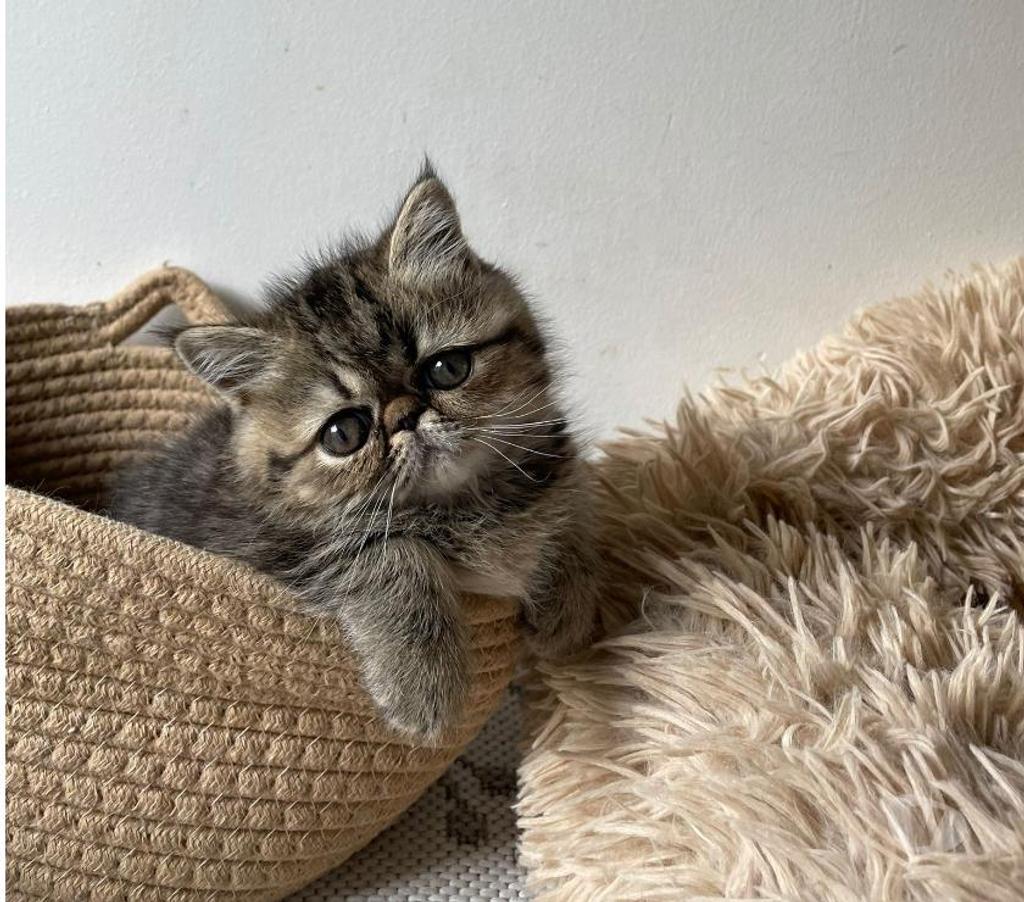 Vente Loire-Atlantique Nantes - Photos Vivastreet Chatons Exotic Shorthair LOOF