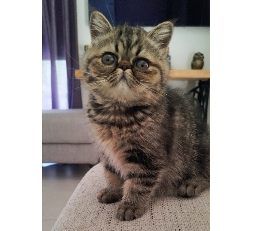 Vente Loire-Atlantique Nantes - Photos Vivastreet Chatons Exotic Shorthair LOOF