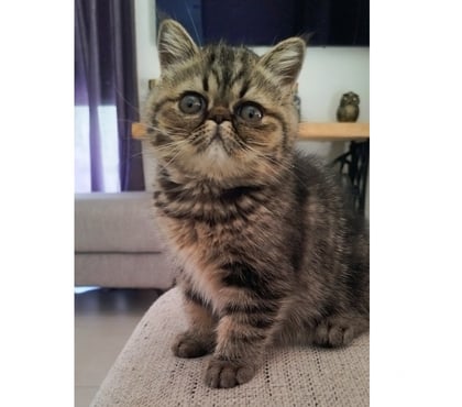 Vente animaux Nantes Nantes - Photos Vivastreet Chatons Exotic Shorthair LOOF
