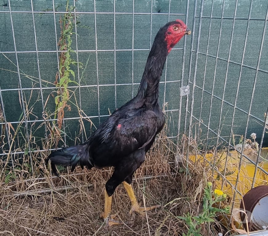 Vente Maine-et-Loire Angers - Photos Vivastreet coq haut chamo noir