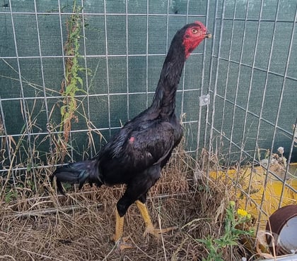 Vente animaux Angers Angers - Photos Vivastreet coq haut chamo noir