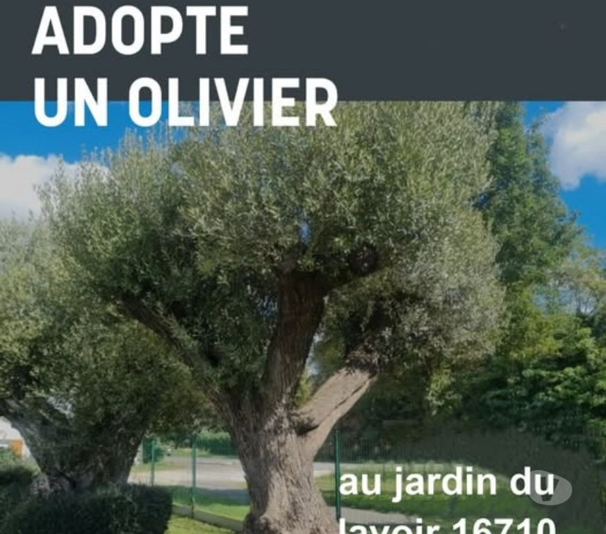 Charente St Yrieix sur Charente - 16710 - Photos Vivastreet Adopte un olivier au jardin du lavoir