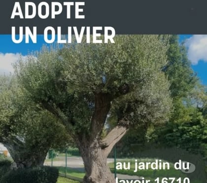 Bricolage - Jardinage St Yrieix sur Charente Charente - Photos Vivastreet Adopte un olivier au jardin du lavoir