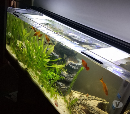 Services, accessoires - autres Paris 17ème ardt Paris - Photos Vivastreet Aquarium complet + meuble