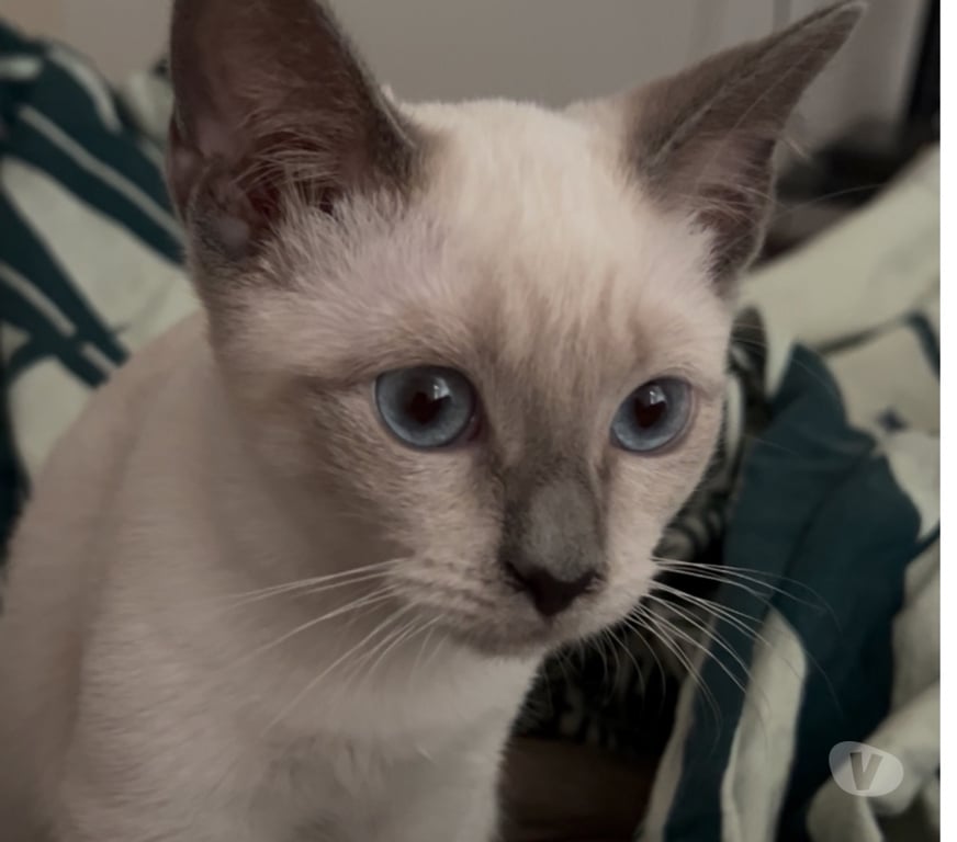 Vente Rhône Lyon - Photos Vivastreet Chaton croisé siamois