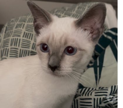 Vente animaux Lyon Lyon - Photos Vivastreet Chaton croisé siamois